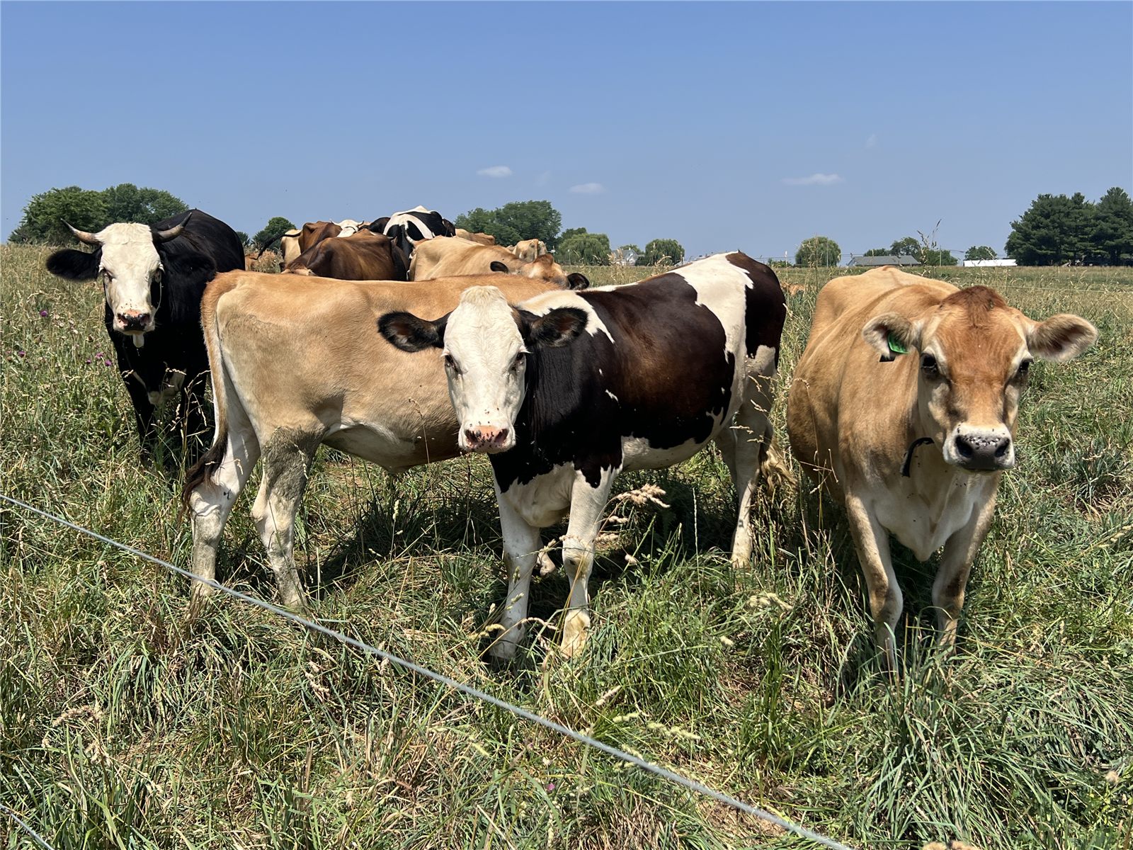 Jersey cows on pasture at Clipper Valley Farm