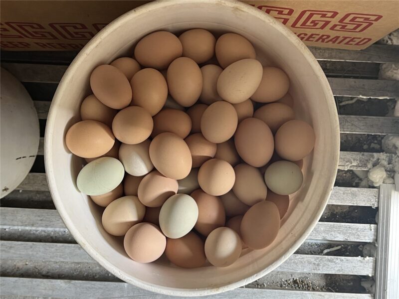 Pastured brown eggs