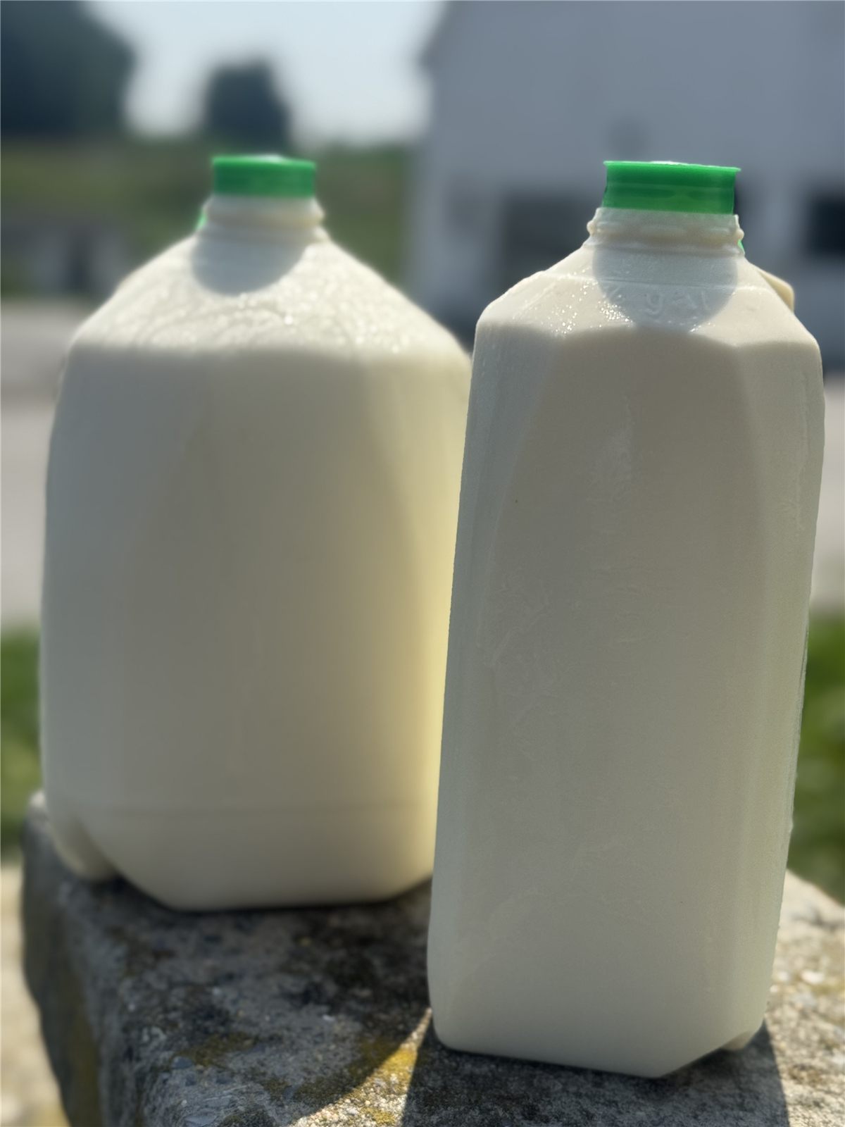 Raw A2/A2 Grass-fed Milk – gallon