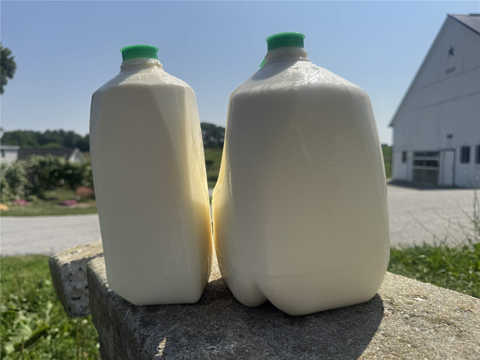 Raw A2/A2 Grass-fed Milk – gallon