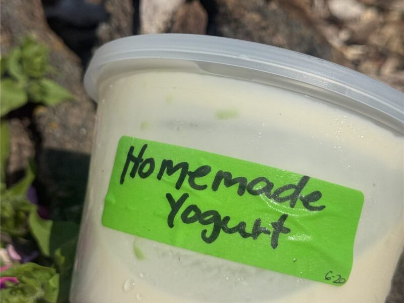 Homemade Yogurt