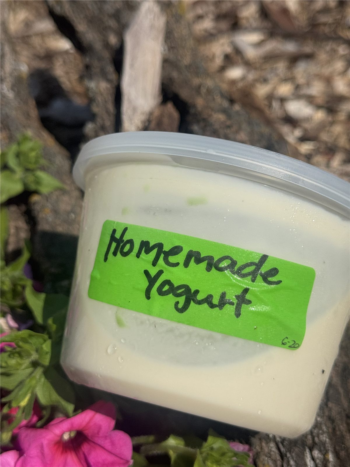 Homemade Yogurt