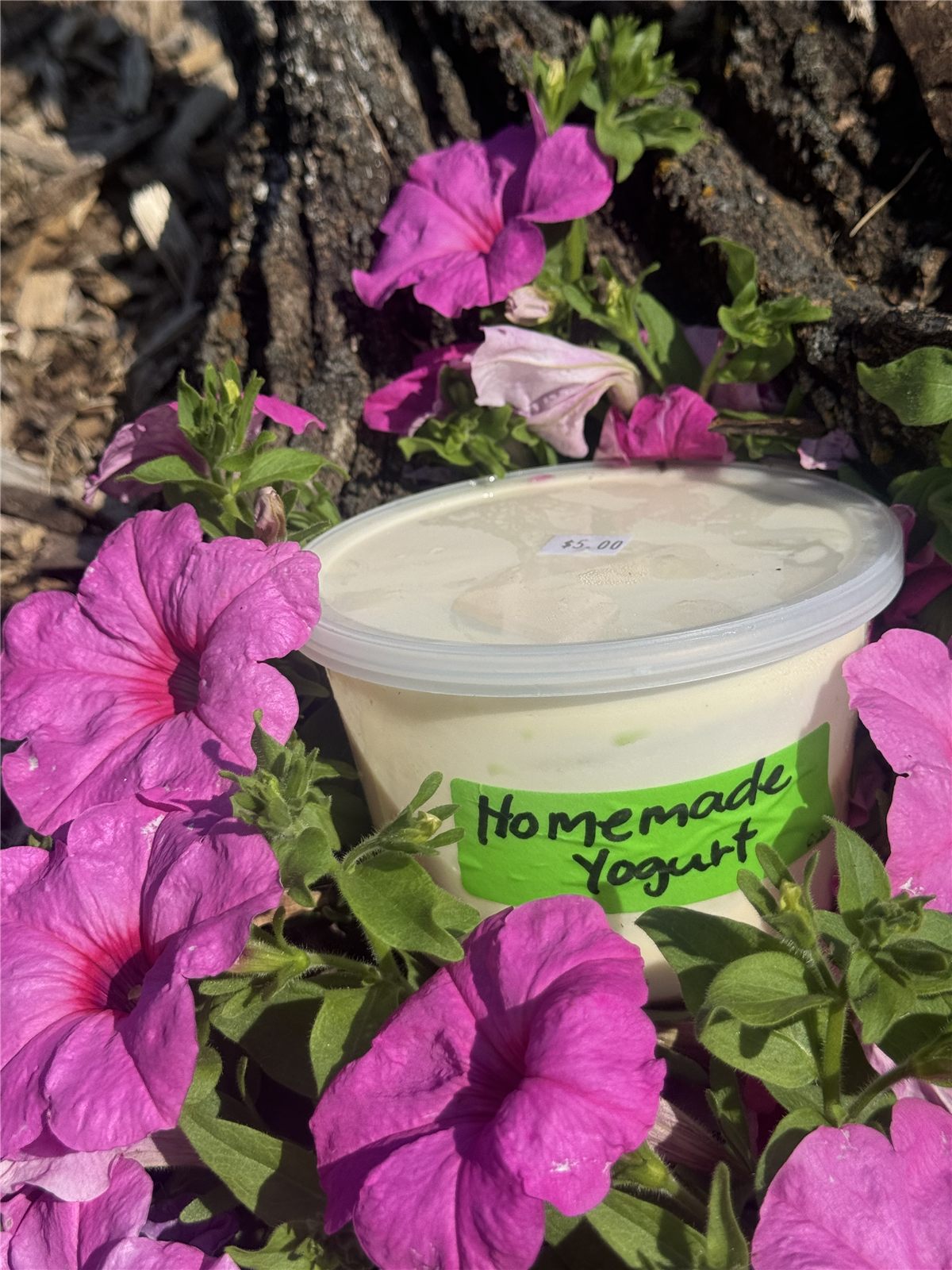 Homemade Yogurt